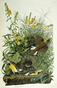 メドウラーク、1832 作： John James Audubon