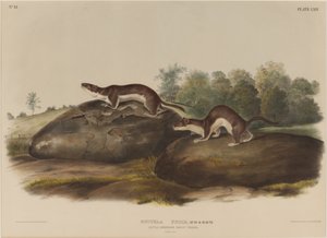 イタチカブトムシ 作： John James Audubon