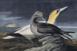 ジョンJ.オーデュボンのパブ「The Birds of America」の北部のギャネット、モルスバサヌス。 1827-38 作： John James Audubon