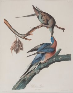 伝書鳩 作： ジョン・ジェームス・オーデュボン