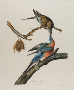 乗客の鳩、1827-1838（紙にトイレ） 作： John James Audubon