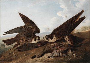 ハヤブサ (ダック ホークス) 作： John James Audubon