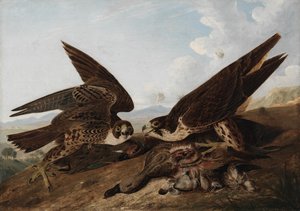 ハヤブサ 作： John James Audubon