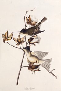 Pewit Flycatcher。アメリカの鳥、1827-1838から。 作： John James Audubon