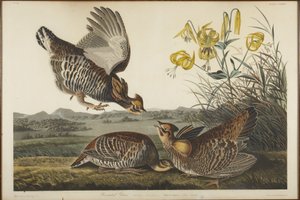  作： John James Audubon