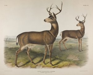 プレート106。CervusRichardsonii、Aud＆Bach。コロンビアの黒い尾の鹿、1848