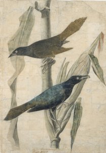 パープルグラックル 19世紀初頭～中期 作： John James Audubon