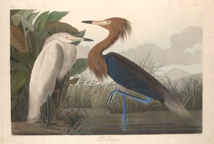 パープルヘロン、1835 作： John James Audubon