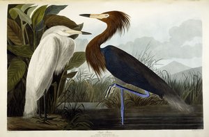 紫ヘロン、1835年頃 作： John James Audubon