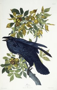カラス、 作： John James Audubon