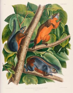 アカハラリス 作： John James Audubon