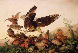 レッドショルダーホークアタックボブホワイトパートリッジ、1827 作： John James Audubon