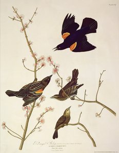 ロバートハヴェル（1793-1878）によって刻まれた「鳥のアメリカ」からの赤い翼スターリング1820年公開 作： John James Audubon