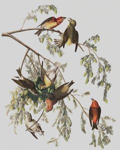 ジョンJ.オーデュボンのパブ「The Birds of America」の赤十字、ロキシアカービロストラ。 1827-38 作： John James Audubon