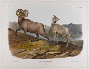 ロッキーマウンテンの羊、1845年 作： John James Audubon
