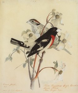 ローズブレストグロスビーク、1938 作： John James Audubon