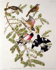 ロバートハヴェル（1793-1878）によって刻まれた「アメリカの鳥」からローズブレストのグロスビーク 作： John James Audubon