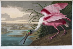 バラヘラサギ。オス成鳥 作： John James Audubon