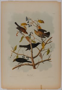 ラスト・グラックル 作： John James Audubon