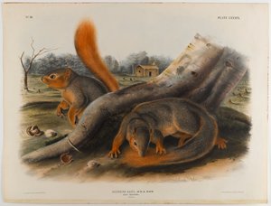 リスは言う 作： John James Audubon