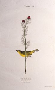 セルビーズフライキャッチャー。アメリカの鳥、1827-1838から。 作： John James Audubon