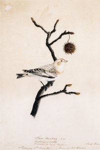 スノーホオジロ、1809 作： ジョン・ジェームス・オーデュボン
