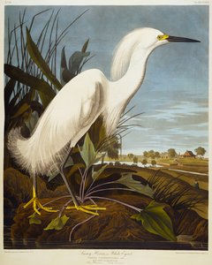 シロサギまたはシロサギ-シロサギ 作： John James Audubon