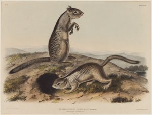 Spermophilus Douglassii（2匹のダグラスリス） 作： John James Audubon