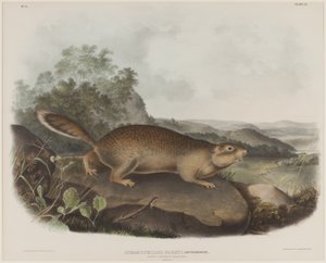 Spermophilus Parry（パリーのマーモットリス） 作： John James Audubon