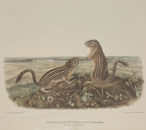 Spermophilus Tridecemlineatus（2匹のヒョウリス） 作： John James Audubon