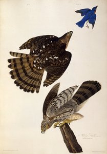 スタンリーホークス。アメリカの鳥、1827-1838から。 作： John James Audubon