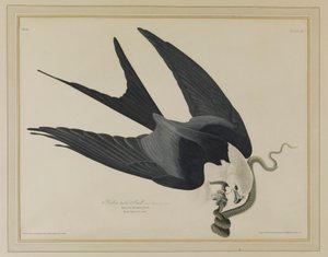  作： John James Audubon
