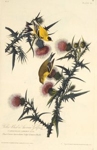アメリカのゴールドフィンチ。アメリカの鳥、1827-1838から。 作： John James Audubon
