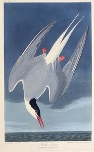 北極アジサシ。アメリカの鳥、1827-1838から。 作： John James Audubon