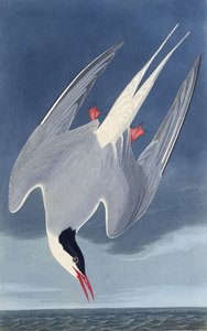 北極アジサシ。アメリカの鳥、1827-1838から。 作： John James Audubon