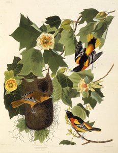 ボルチモアオリオール。アメリカの鳥、1827-1838から。