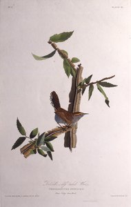 Bewicksはミソサザイ。アメリカの鳥、1827-1838から。 作： John James Audubon