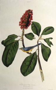 カナダのウグイス。アメリカの鳥、1827-1838から。 作： John James Audubon