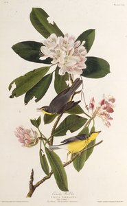 カナダのウグイス。アメリカの鳥、1827-1838から。 作： John James Audubon