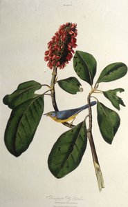 カナダのウグイス。アメリカの鳥、1827-1838から。 作： John James Audubon