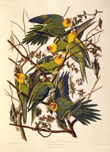 カロライナインコ、アメリカの鳥、1827-1838。 作： John James Audubon