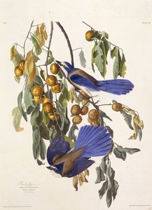 フロリダのスクラブジェイ。アメリカの鳥、1827-1838から。 作： John James Audubon
