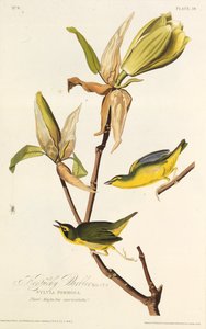 ケンタッキーウグイス。アメリカの鳥、1827-1838から。 作： John James Audubon