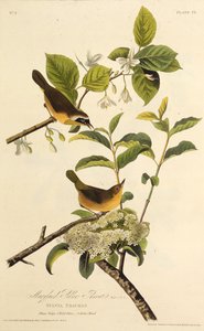 メリーランドイエロースロート。アメリカの鳥、1827-1838から。 作： John James Audubon