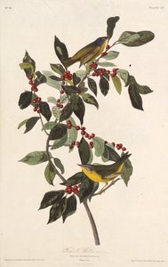 ナッシュビルのウグイス。アメリカの鳥、1827-1838から。 作： John James Audubon