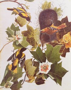Birds of Americaのオリオール 作： John James Audubon