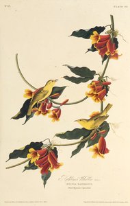 ラスボーンワーブラー。アメリカの鳥、1827-1838から。 作： John James Audubon