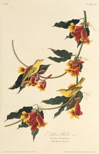 ラスボーンワーブラー。アメリカの鳥、1827-1838から。 作： John James Audubon