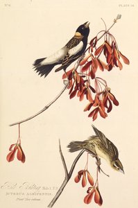 ライスバード。アメリカの鳥、1827-1838から。 作： John James Audubon