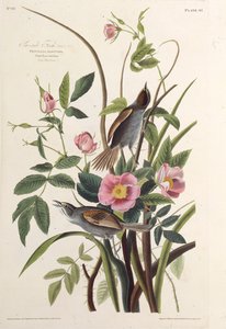 海側フィンチ。アメリカの鳥、1827-1838から。 作： John James Audubon